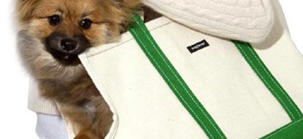 Haute Dog! Chic Accessories For Your Pup