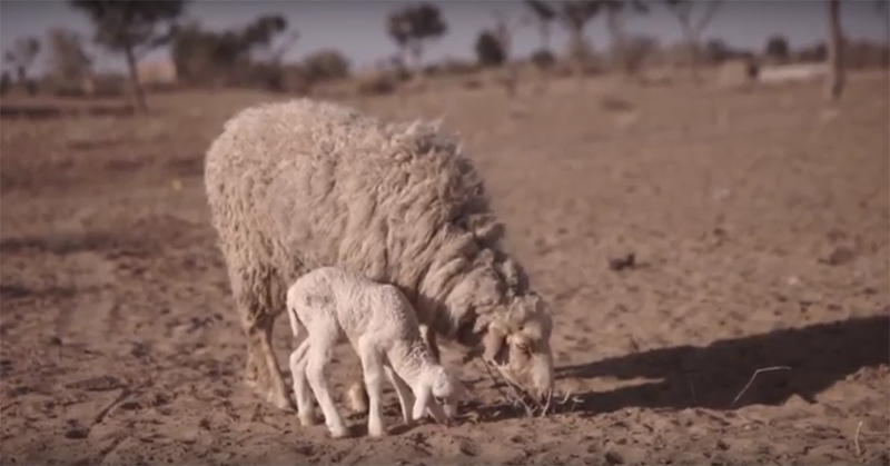 A Natural Find: Undyed Wool Rugs